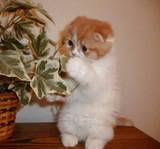 cat Pictures, Images and Photos