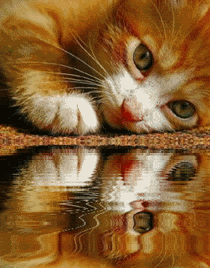 cat.gif
