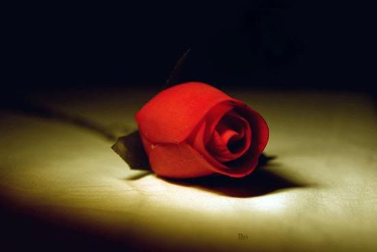 Red Rose Pictures, Image<a href=