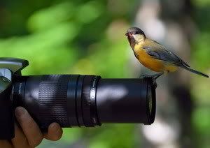 http://i471.photobucket.com/albums/rr72/deltavolga/picture.jpg?t=1235181872