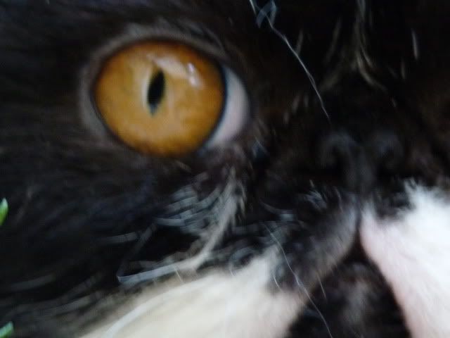 http://i471.photobucket.com/albums/rr74/milou45/P1070197.jpg
