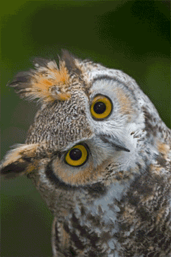 http://i471.photobucket.com/albums/rr74/milou45/gvvwc77r.gif