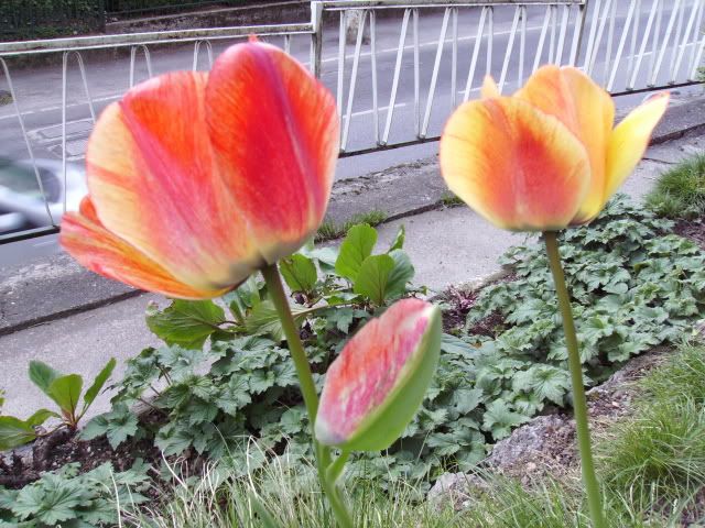 tulip13.jpg