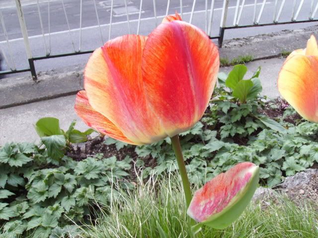 tulip14.jpg