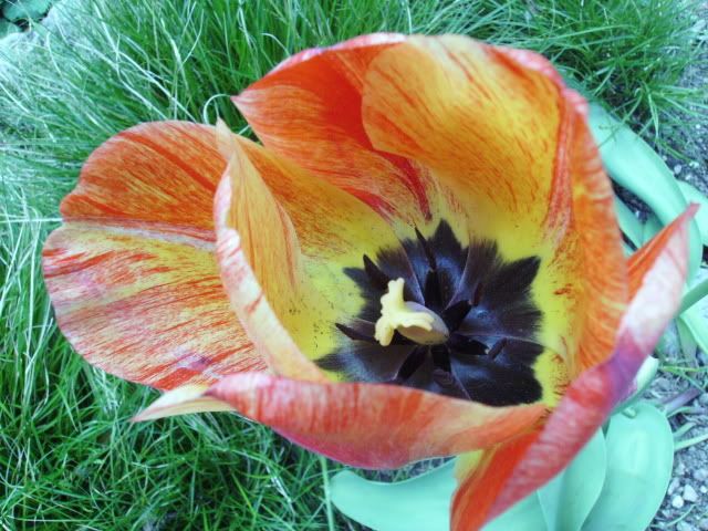 tulip15.jpg