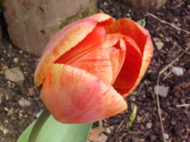 tulip2.jpg