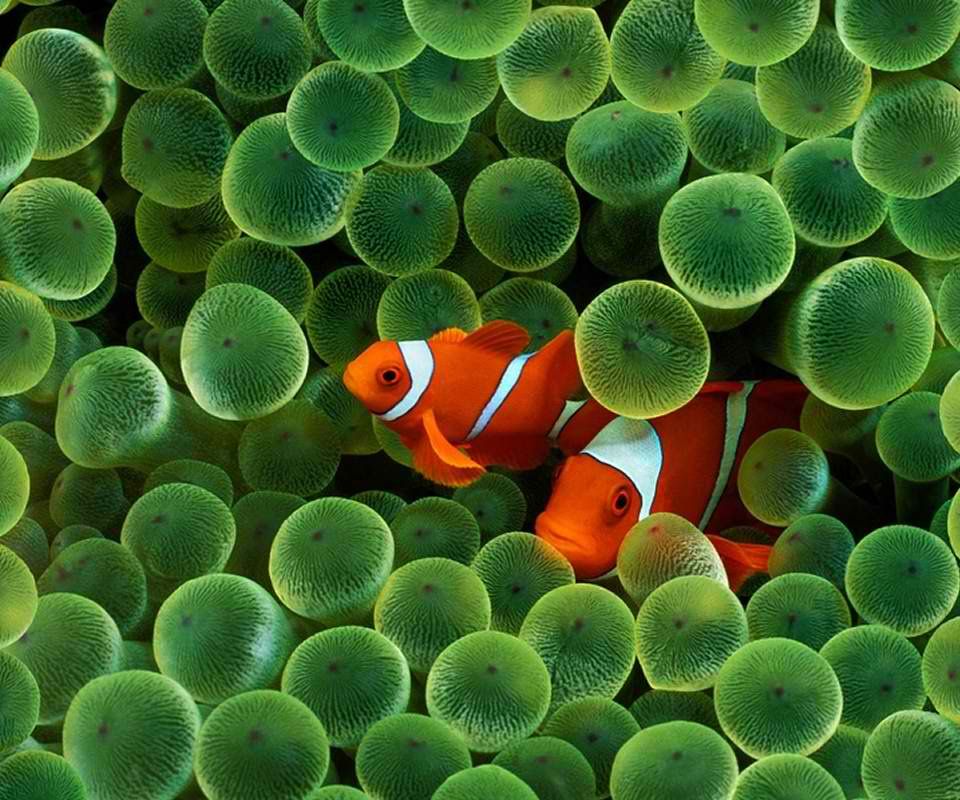 clownfish Pictures, Images and Photos