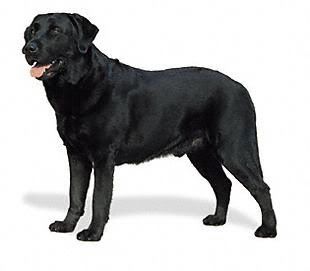 labrador_retriever.jpg Lab image by RosettalovesJeff labrador_retriever.jpg Lab image by RosettalovesJeff