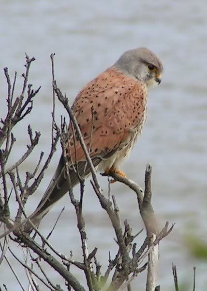 428px-Common_Kestrel_1.jpg