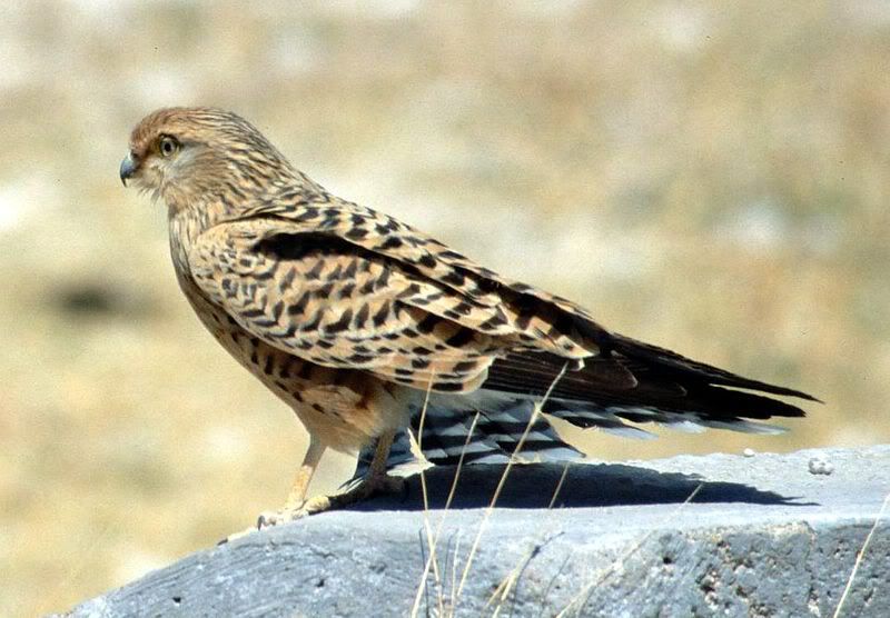 800px-Greater_Kestrel_Namibia.jpg