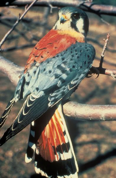 Americankestrel65.jpg