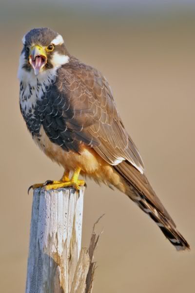 Aplomado_Falcon_portrait.jpg