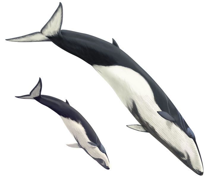 Balaenoptera Bonaerensis