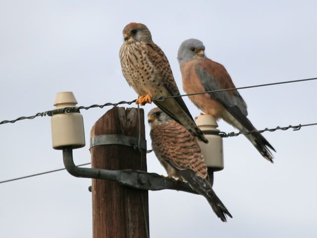 Lesser_Kestrels.jpg