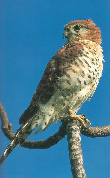 MauritiusKestrel.jpg