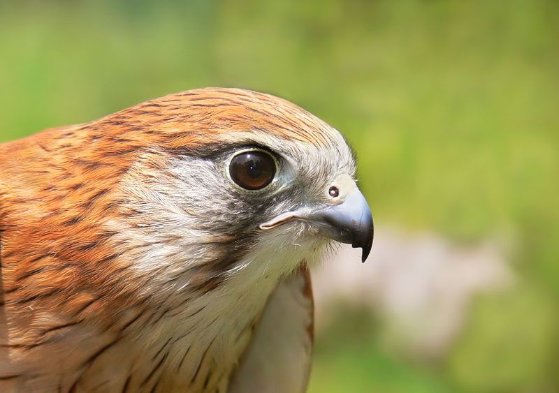 NankeenKestrel.jpg