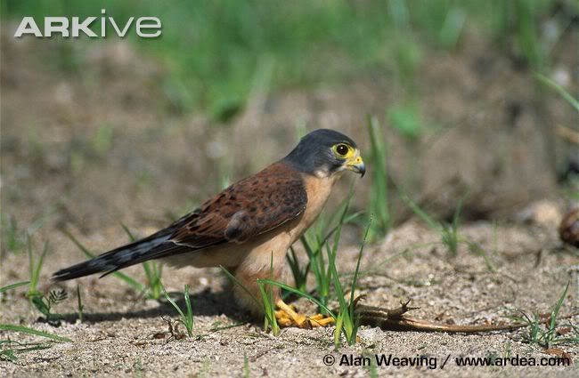 SeychellesKestrel.jpg