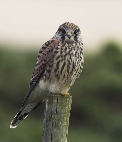 Spotted Kestrel