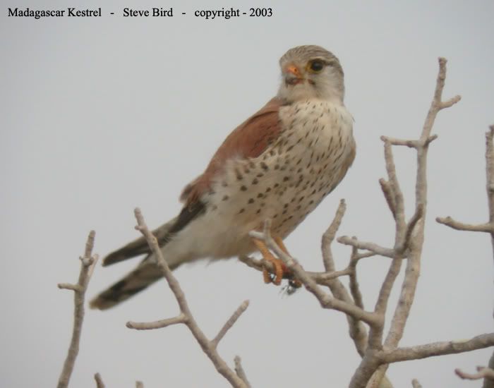 madagascar_kestrel_l.jpg