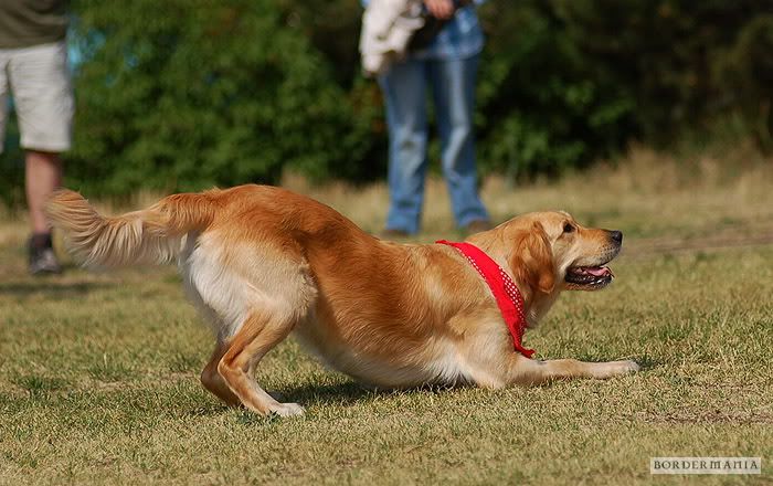 dogdancing20090607-050_W.jpg