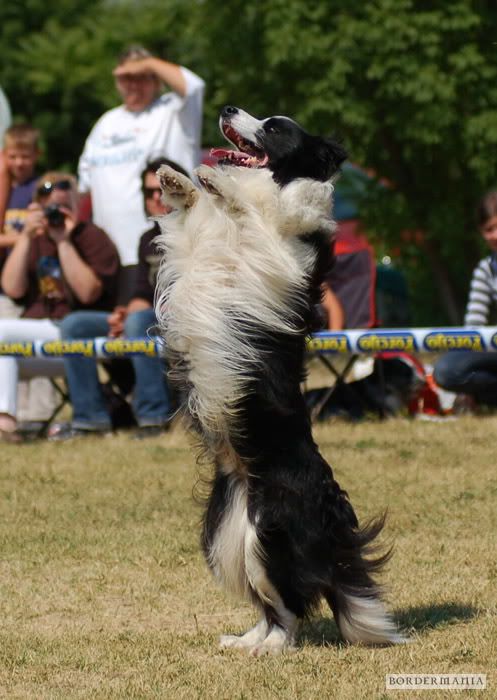 dogdancing20090607-161_W.jpg