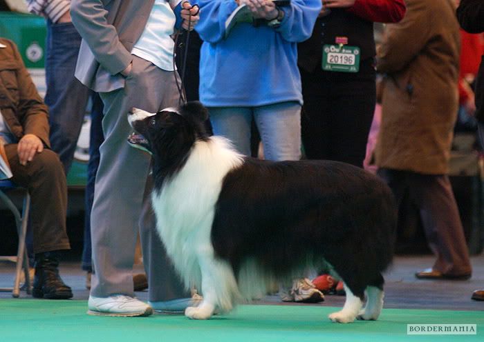 Crufts_120090308-032_W.jpg