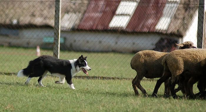 Rakocifalva20090711-793.jpg