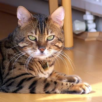 bengal-cat.jpg bengal cat image by Snookynibbles