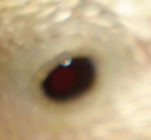 viidensilm.jpg?t=1223488273