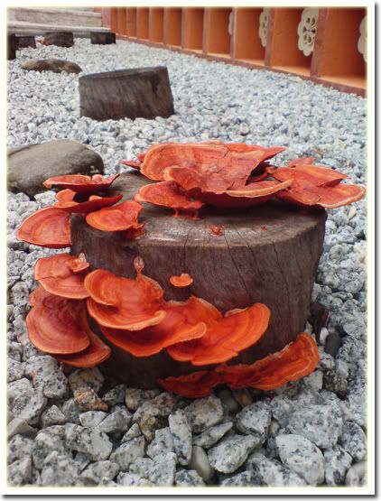 Fungi