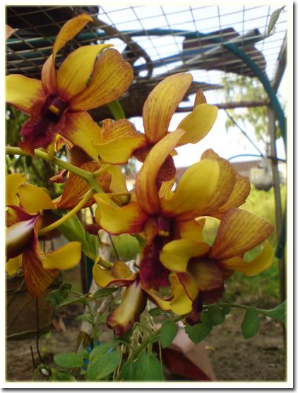 Orchids