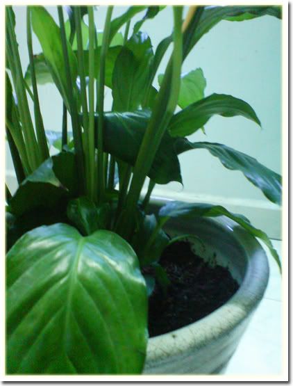 Plant